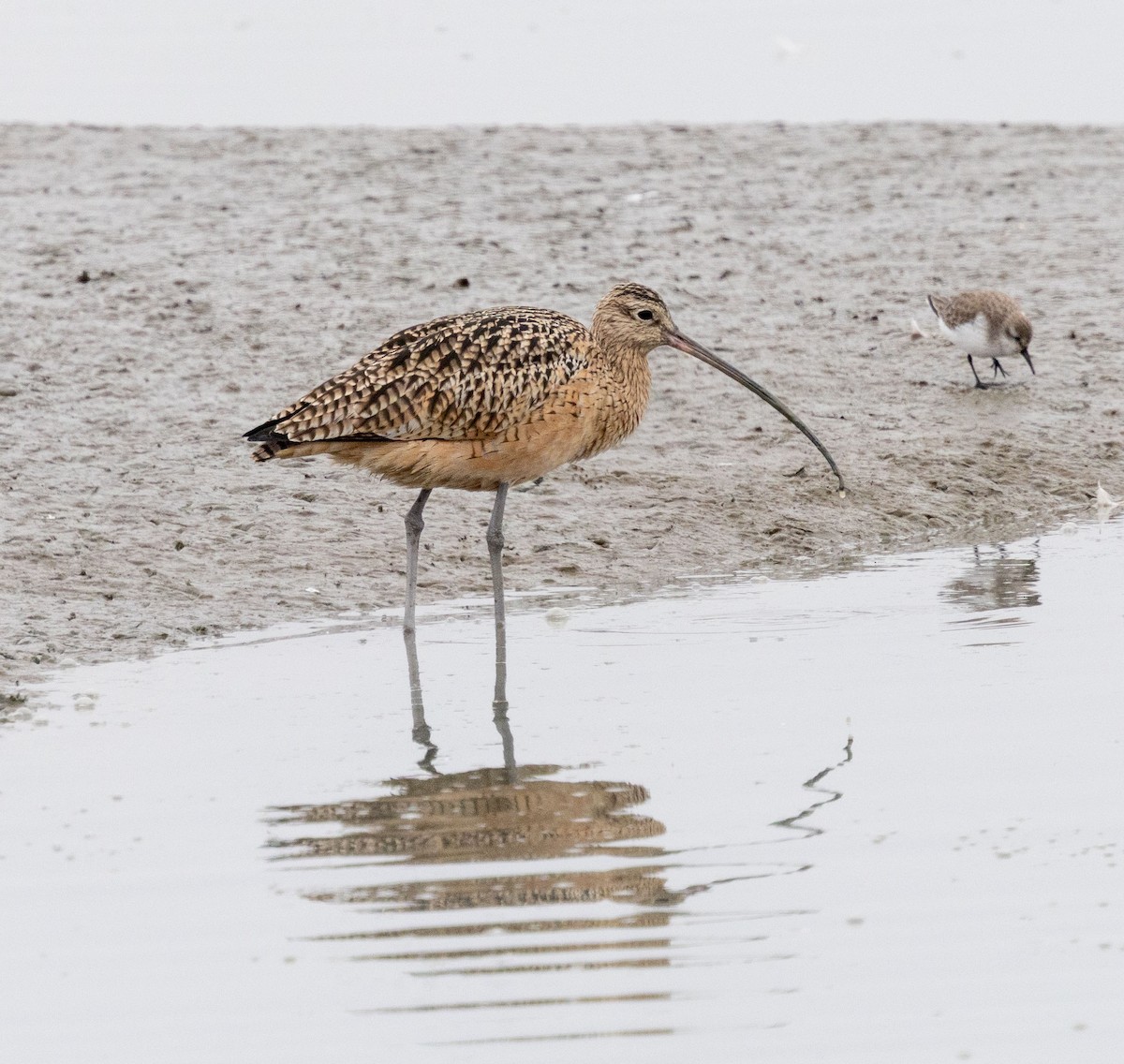 Кульон американський - ML645807771