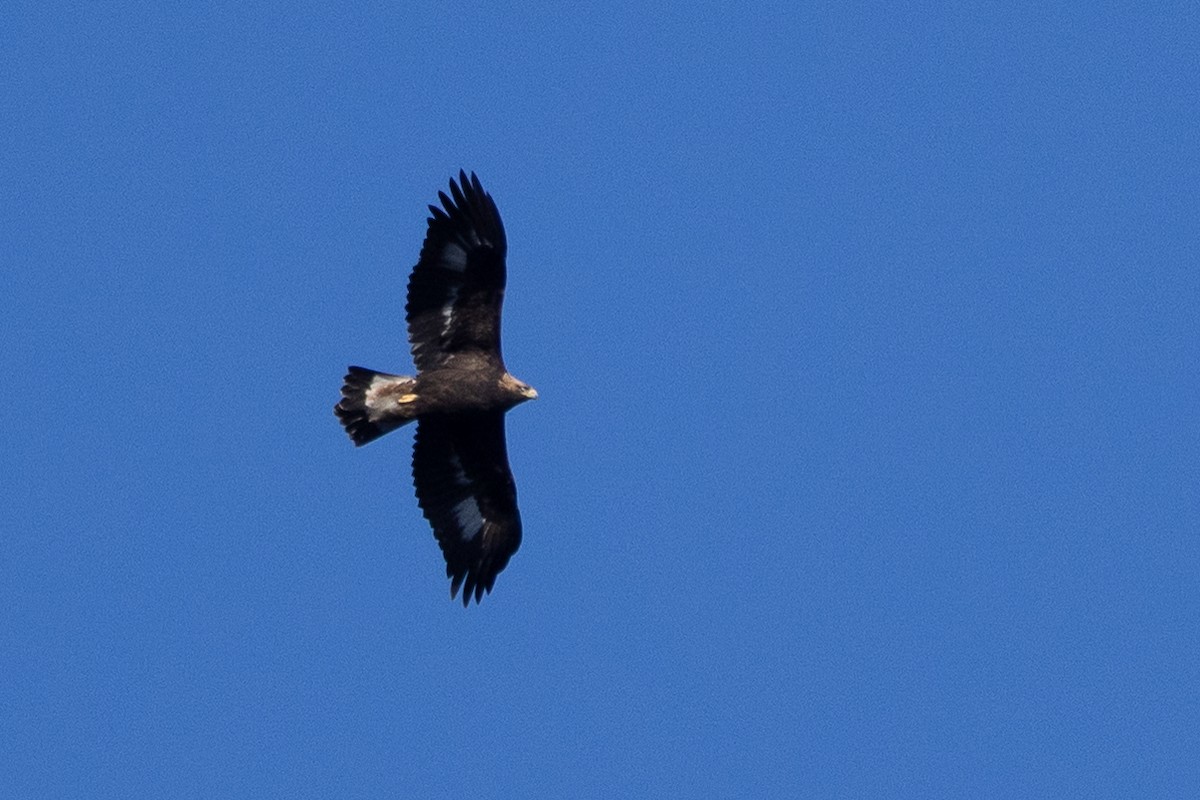 orel skalní - ML645807779