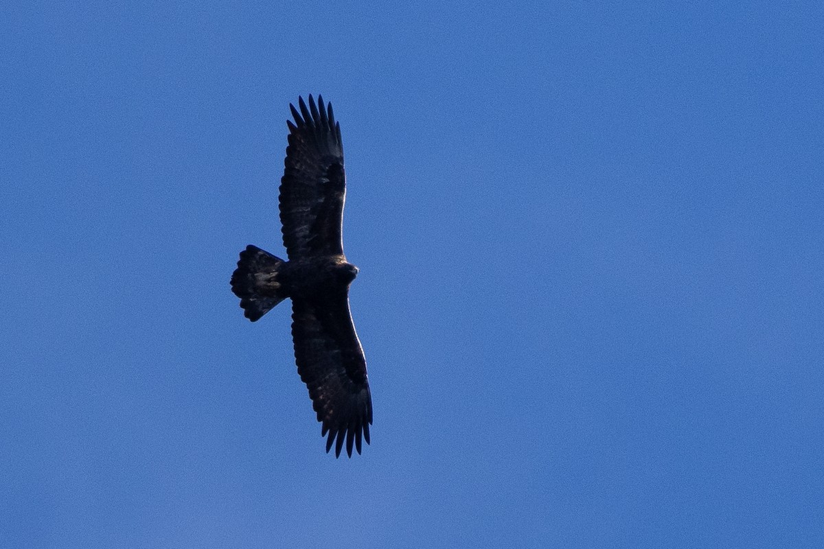 orel skalní - ML645807781