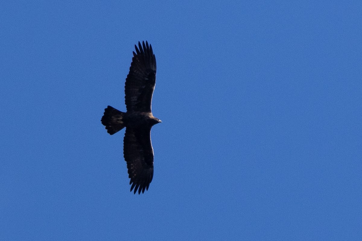 orel skalní - ML645807783