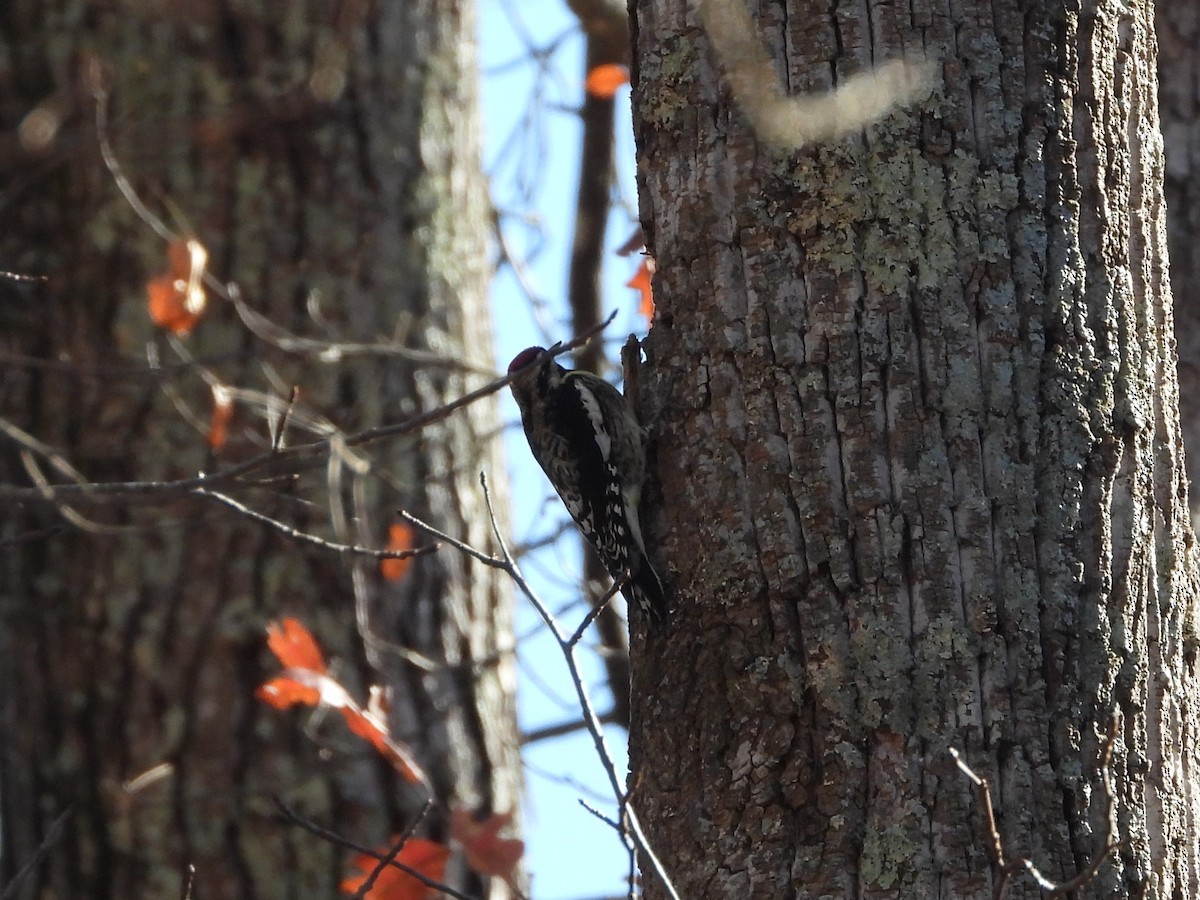 datel rudohrdlý - ML645807790