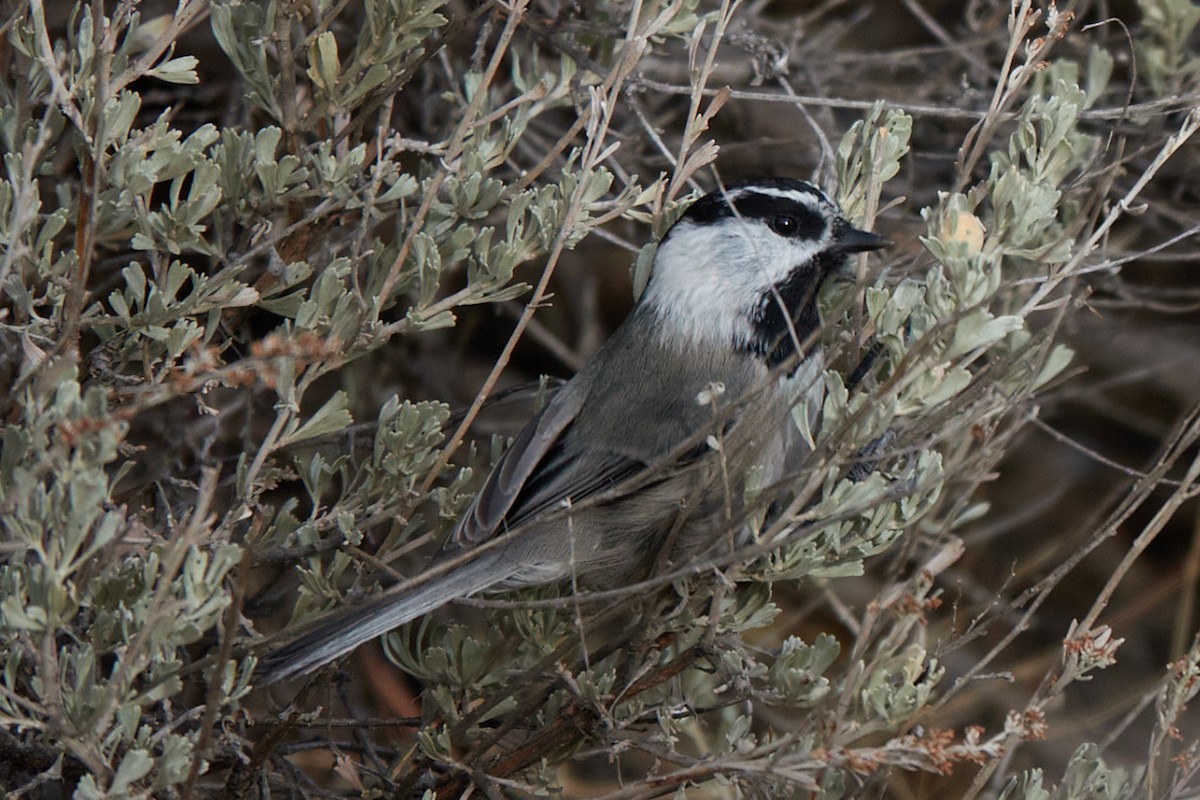 Mountain Chickadee - ML645807791