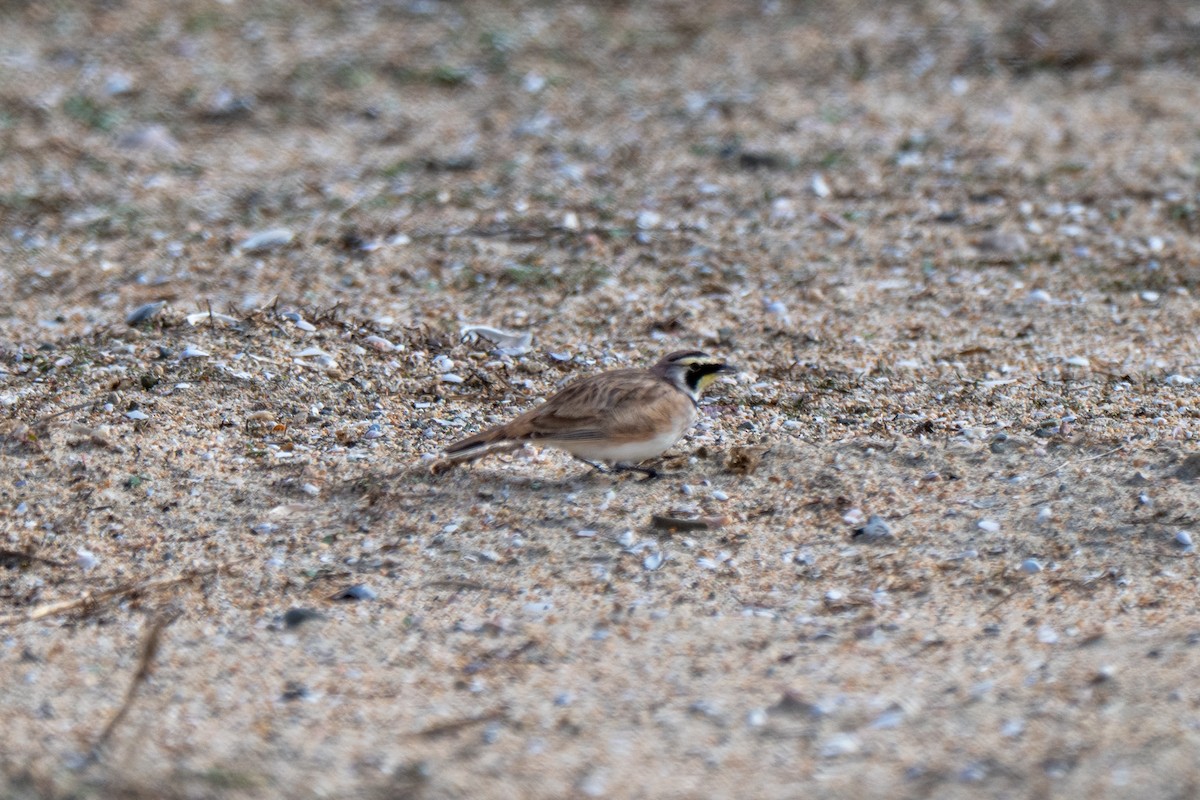 Alondra Cornuda - ML645807792