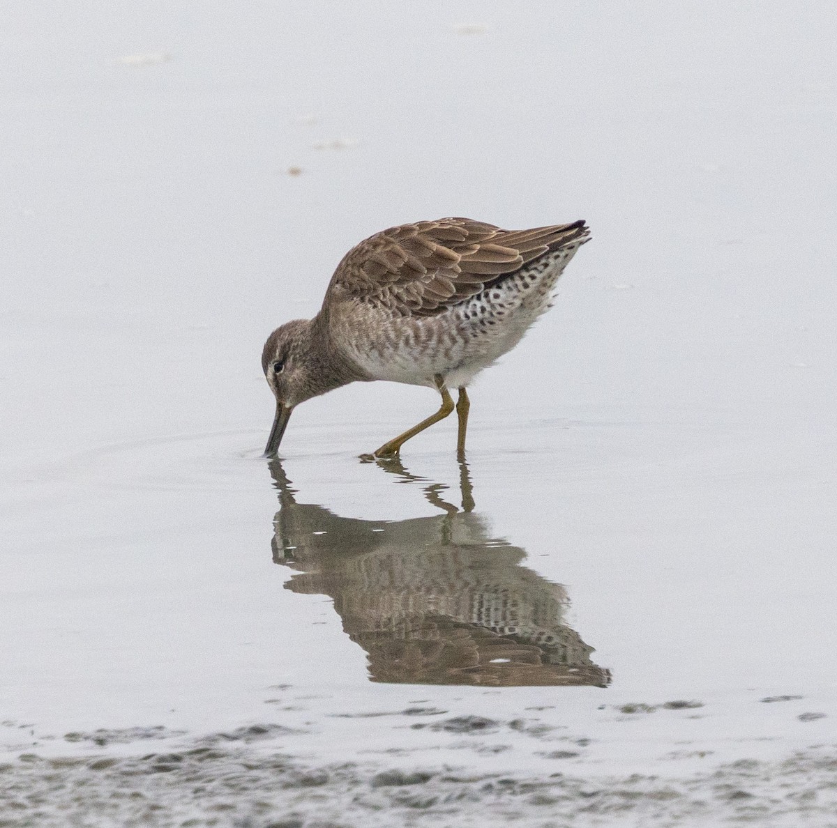 Short-billed/Long-billed Dowitcher - ML645807797