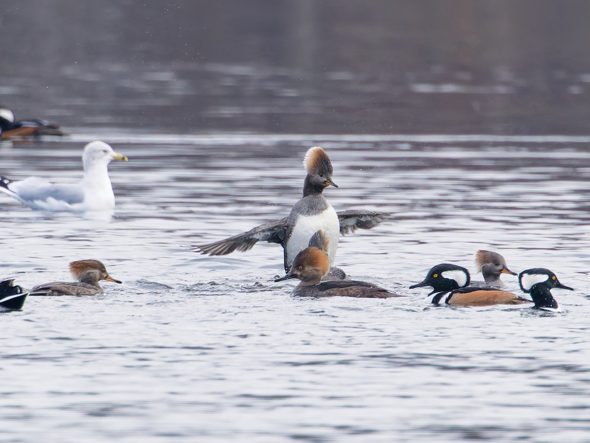 morčák chocholatý - ML645807801