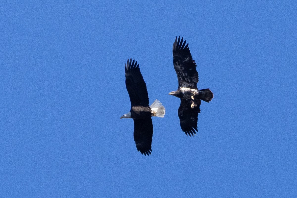 orel bělohlavý - ML645807803