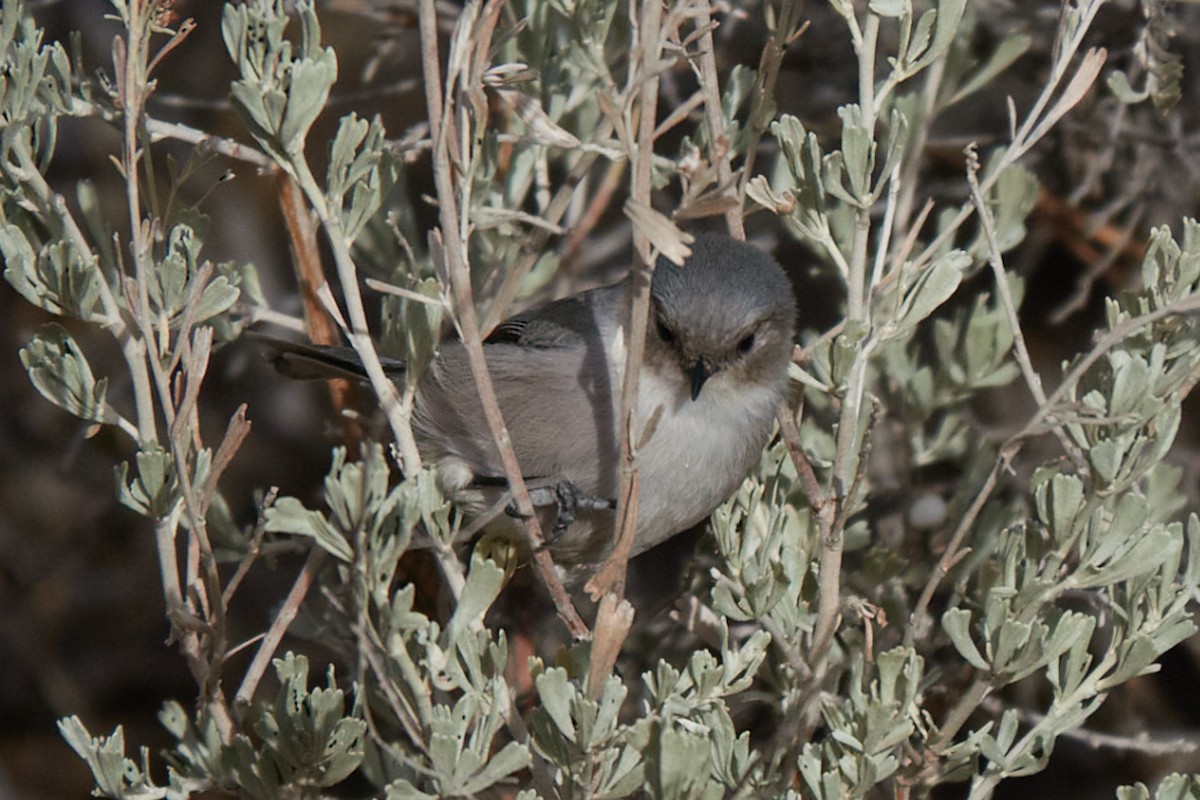 Bushtit - ML645807811