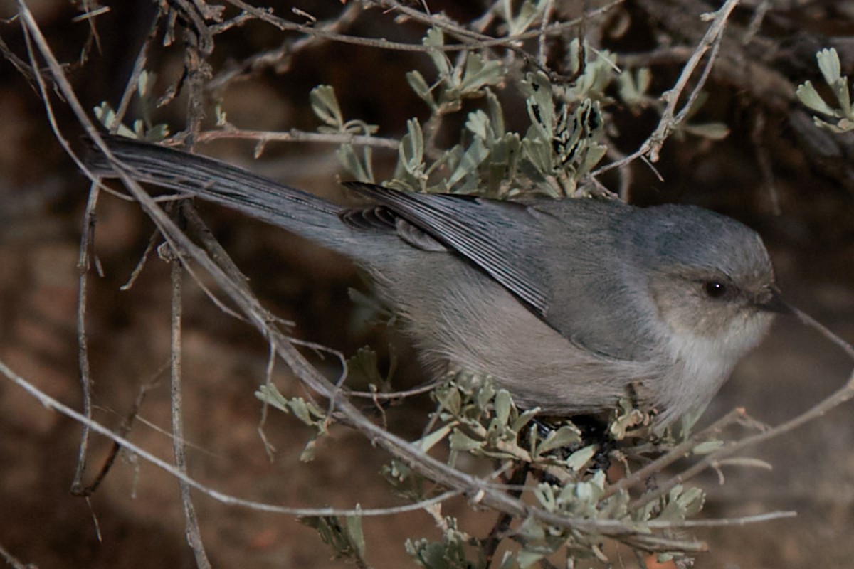 Bushtit - ML645807820
