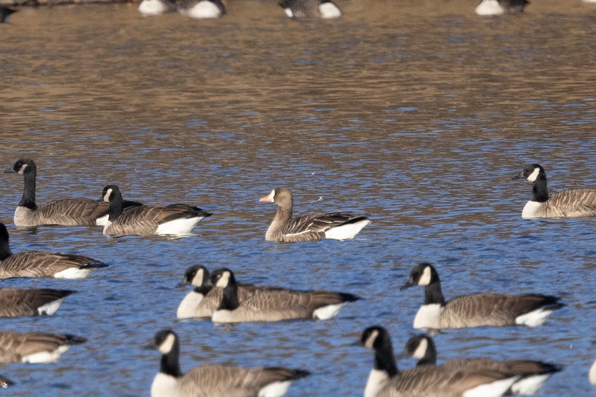 husa běločelá - ML645807823