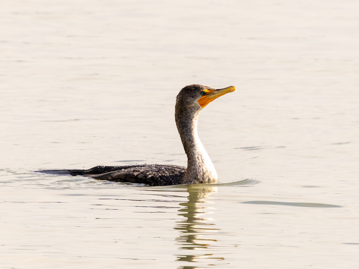Double-crested Cormorant - ML645807833
