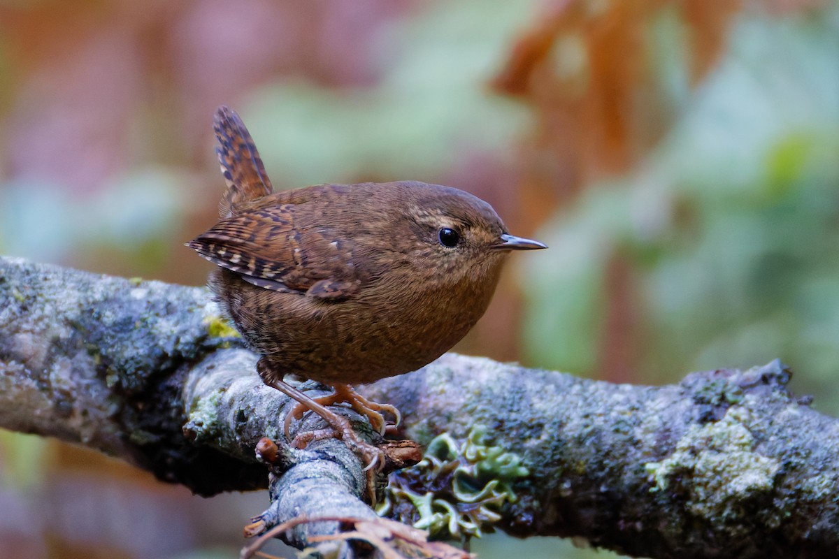 Pacific Wren - ML645807842