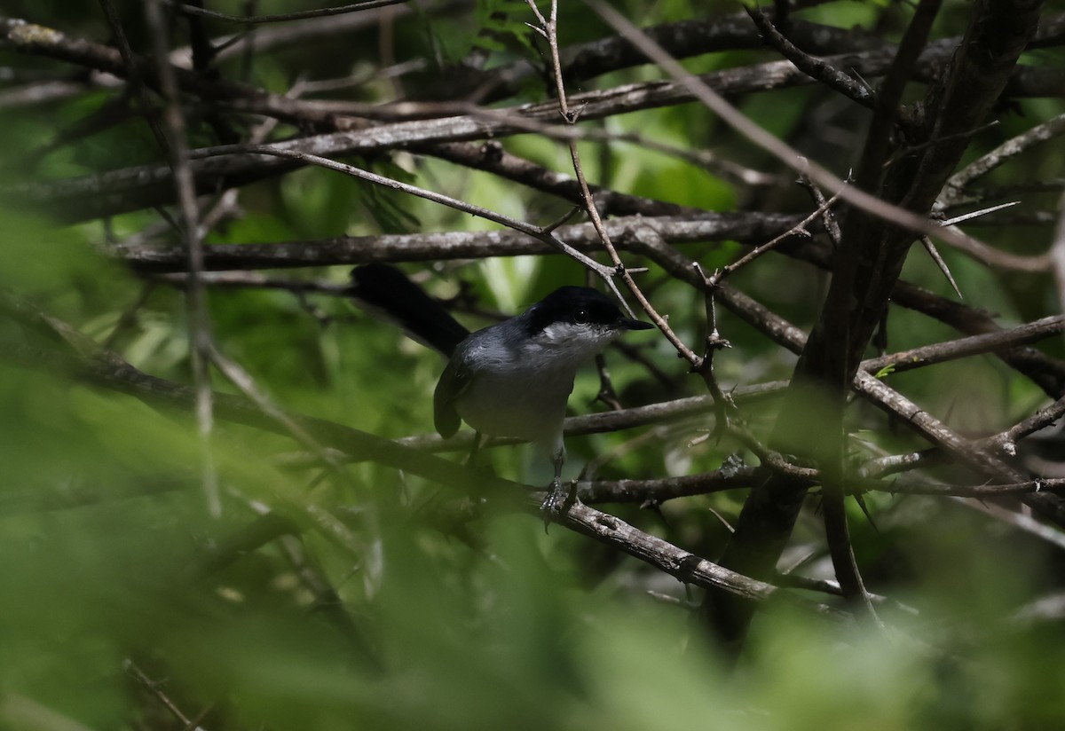 Marañon Gnatcatcher - ML645807843