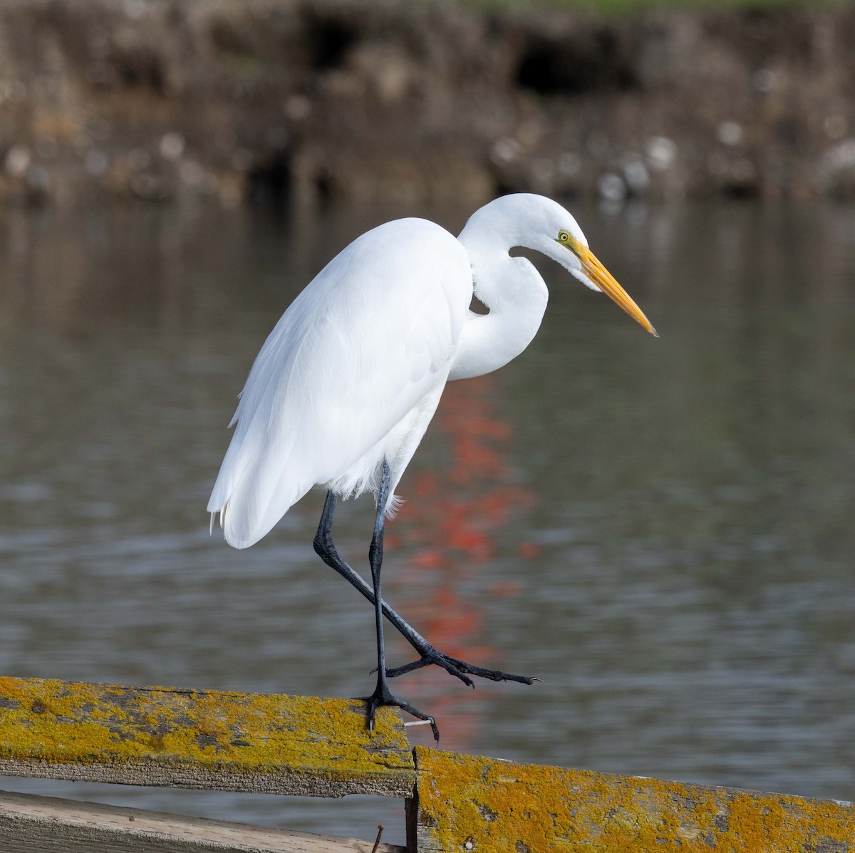 Garceta Grande - ML645807847