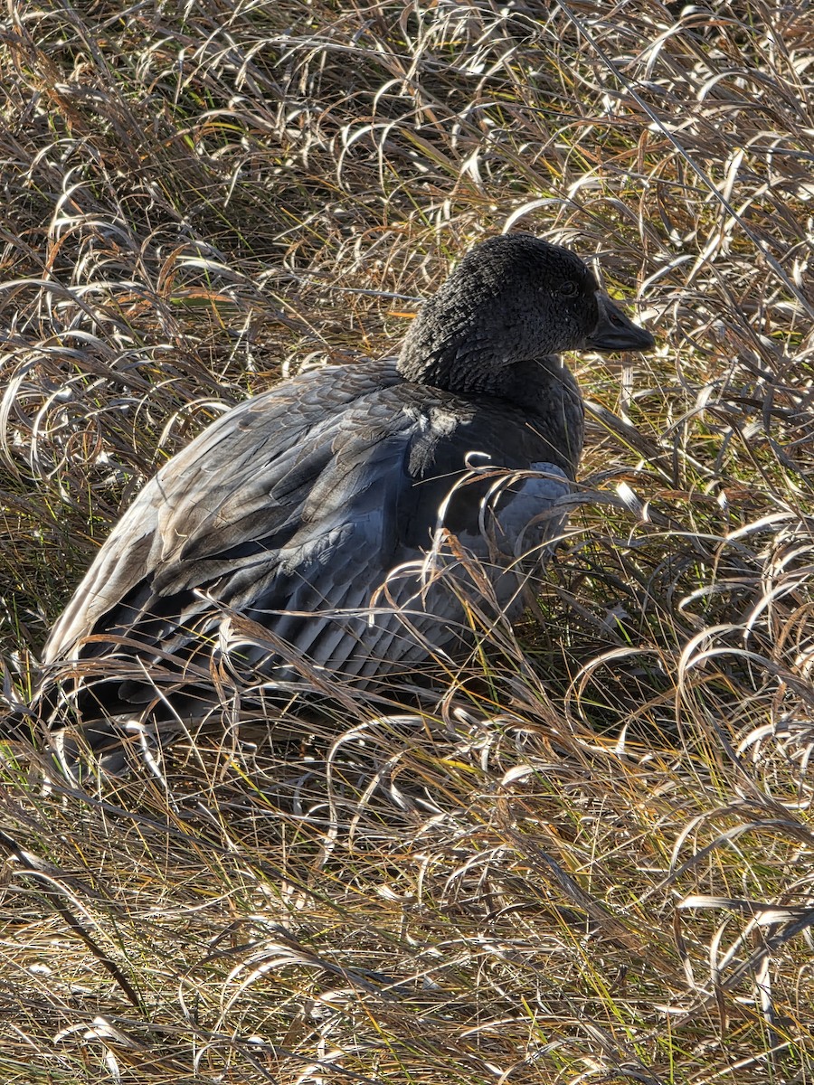 ハクガン - ML645807854