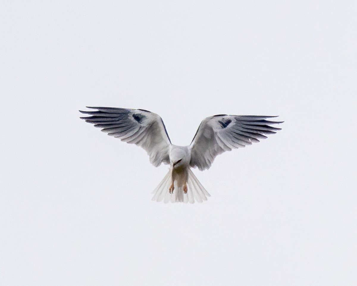 White-tailed Kite - ML645807856
