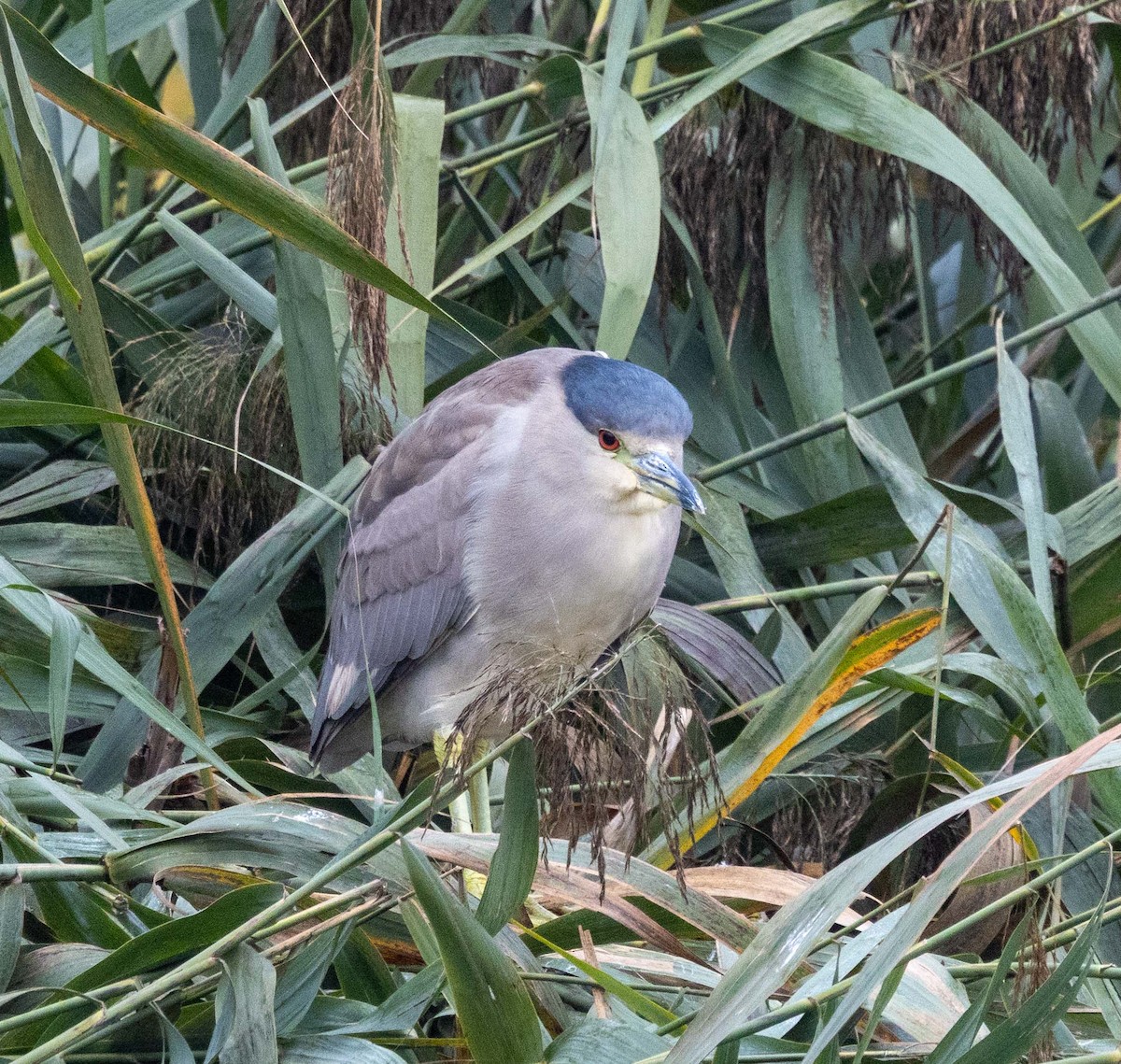 Black-crowned Night Heron - ML645807863