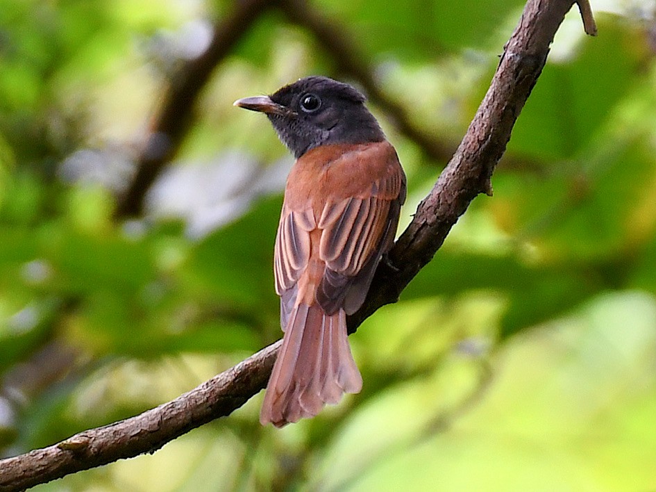 紫綬帶 - ML645807868