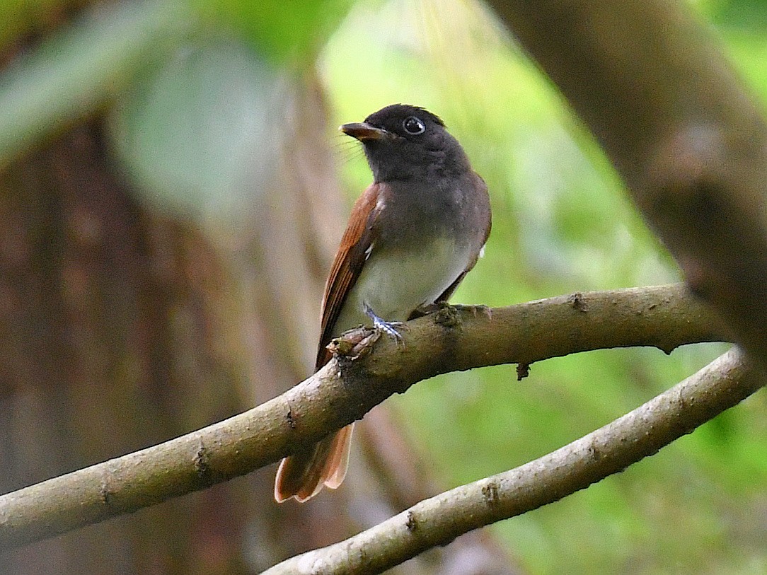 紫綬帶 - ML645807869