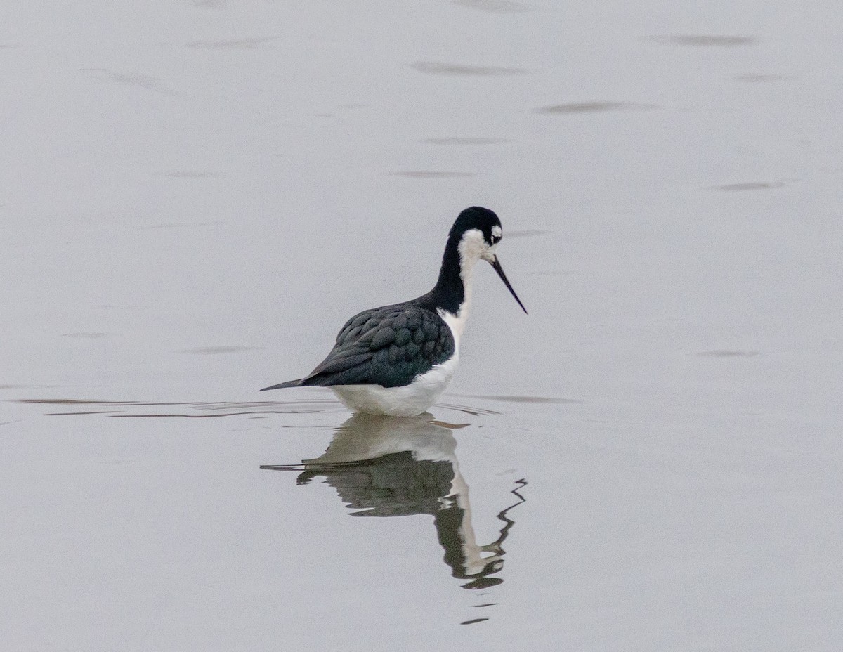 Black-necked Stilt - ML645807881
