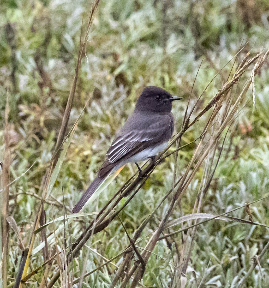 Black Phoebe - ML645807898