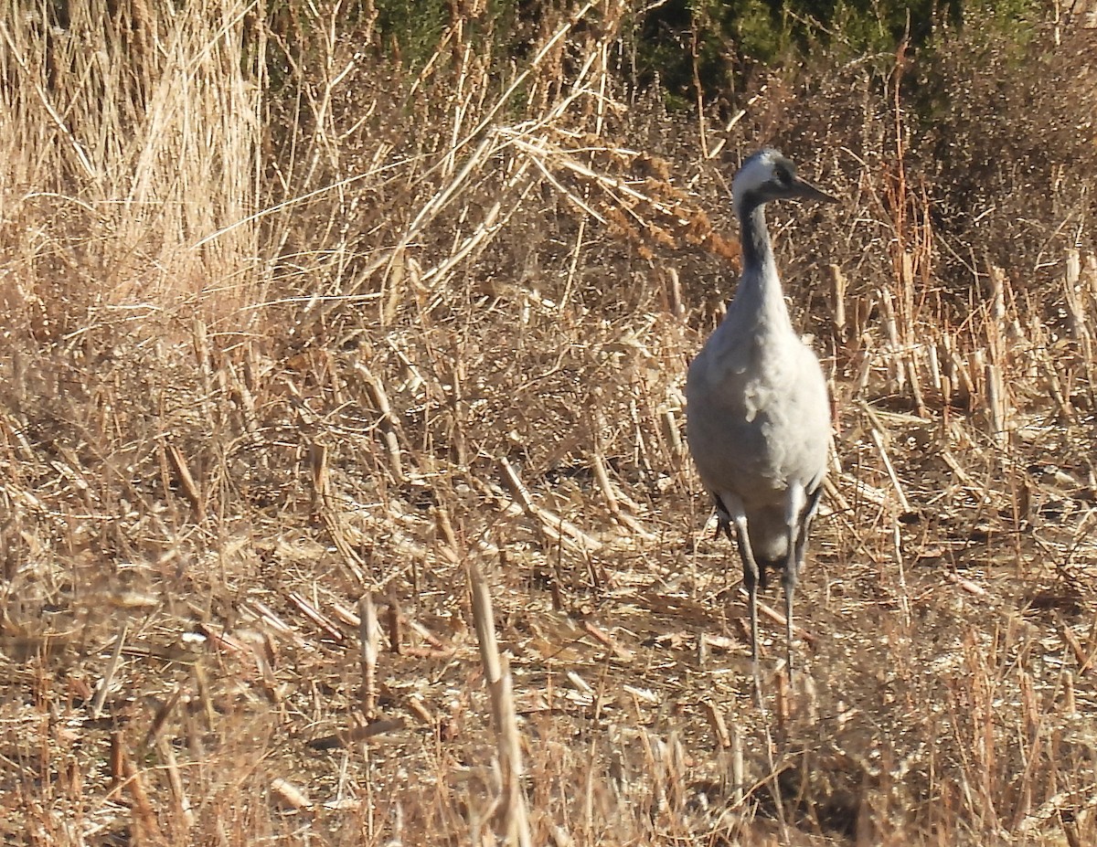 Хархираа тогоруу - ML645807912