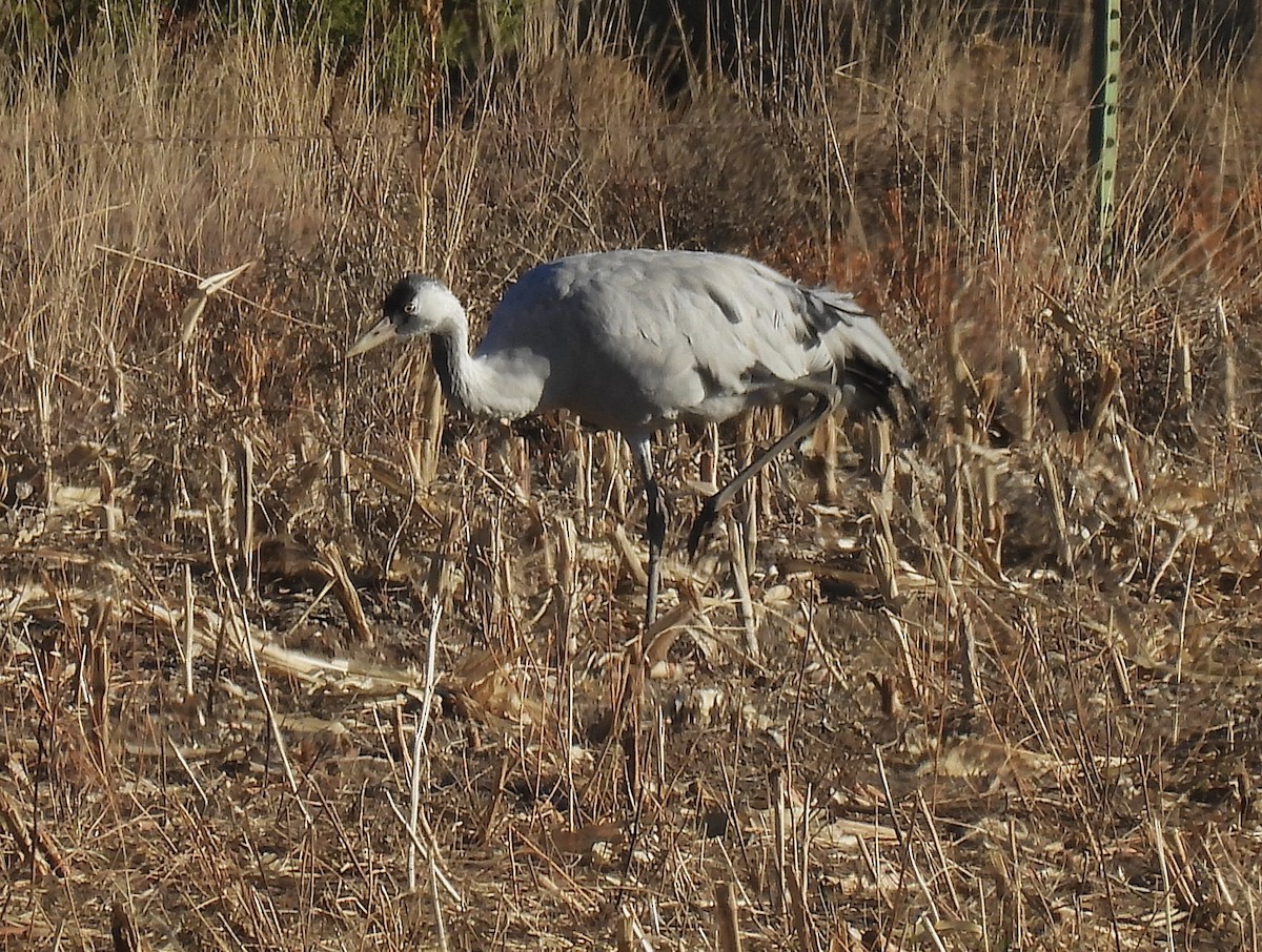 Хархираа тогоруу - ML645807925