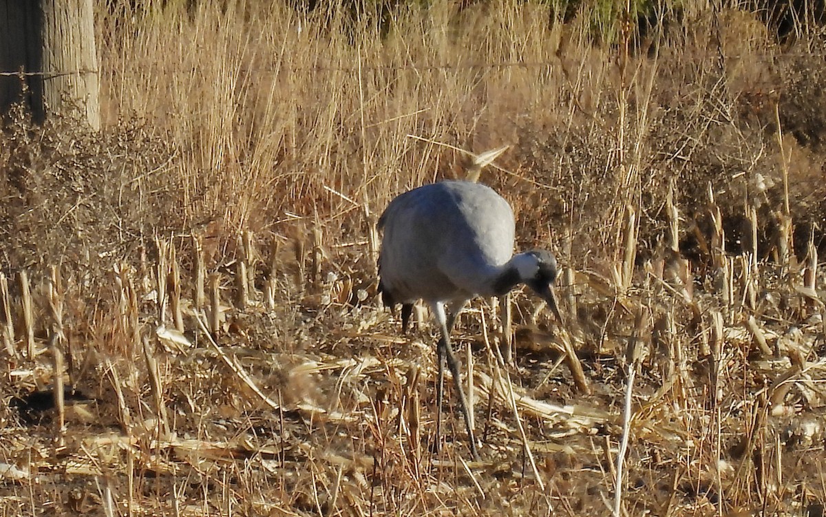 Хархираа тогоруу - ML645807926