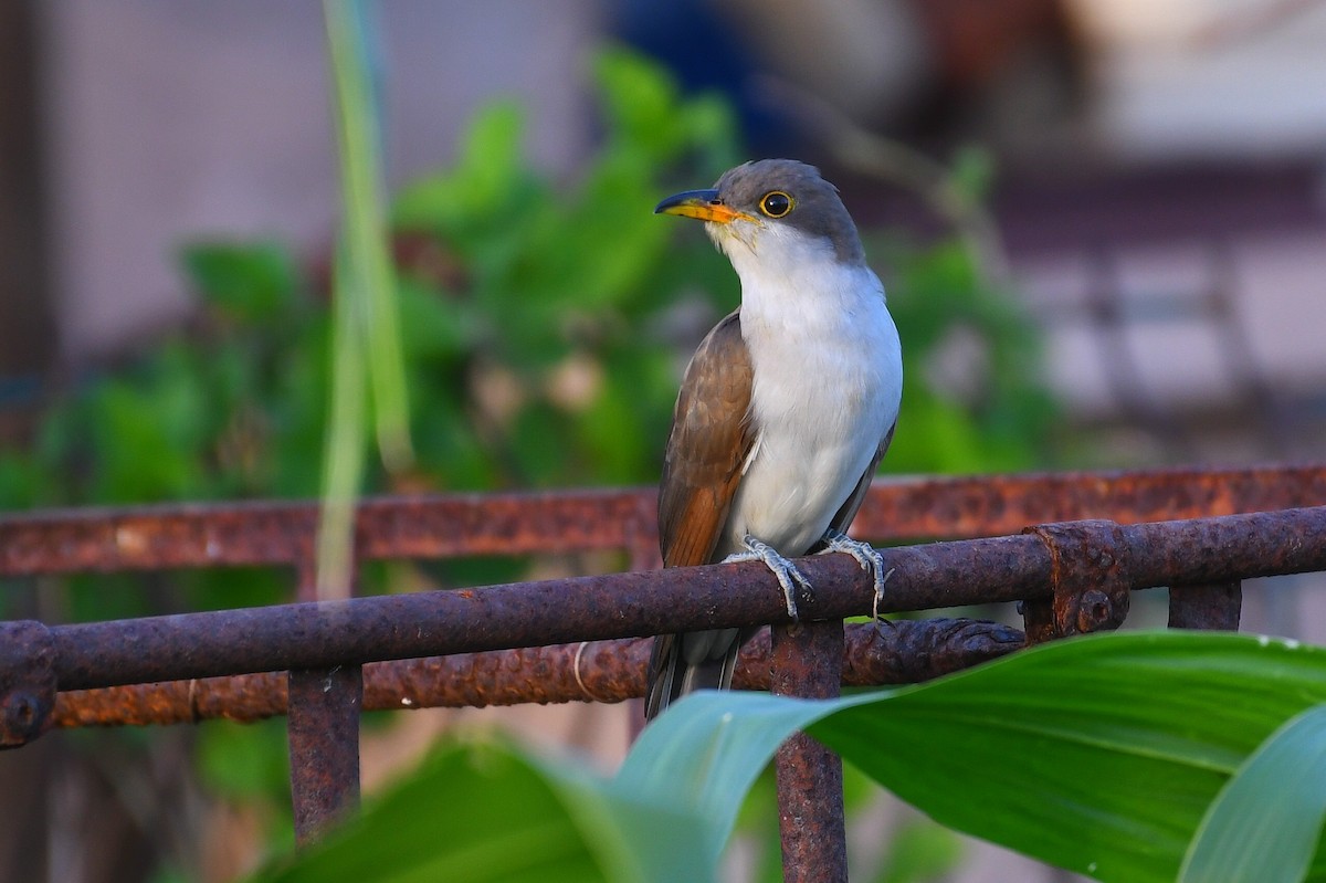 Yellow-billed Cuckoo - ML645807931