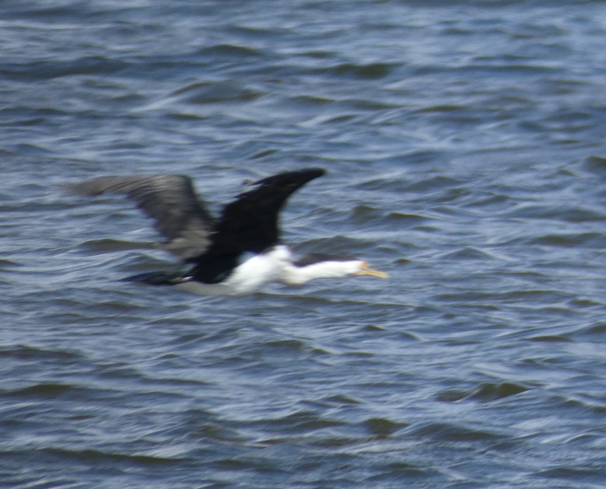 Pied Cormorant - ML645807933