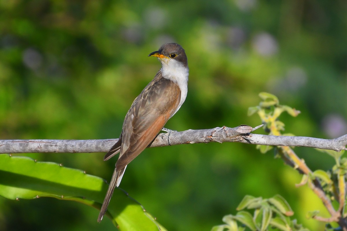 Yellow-billed Cuckoo - ML645807938