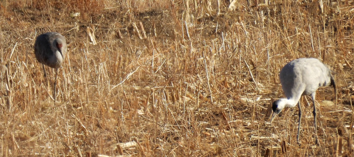 Хархираа тогоруу - ML645807939