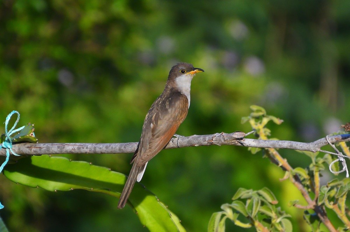 Yellow-billed Cuckoo - ML645807944