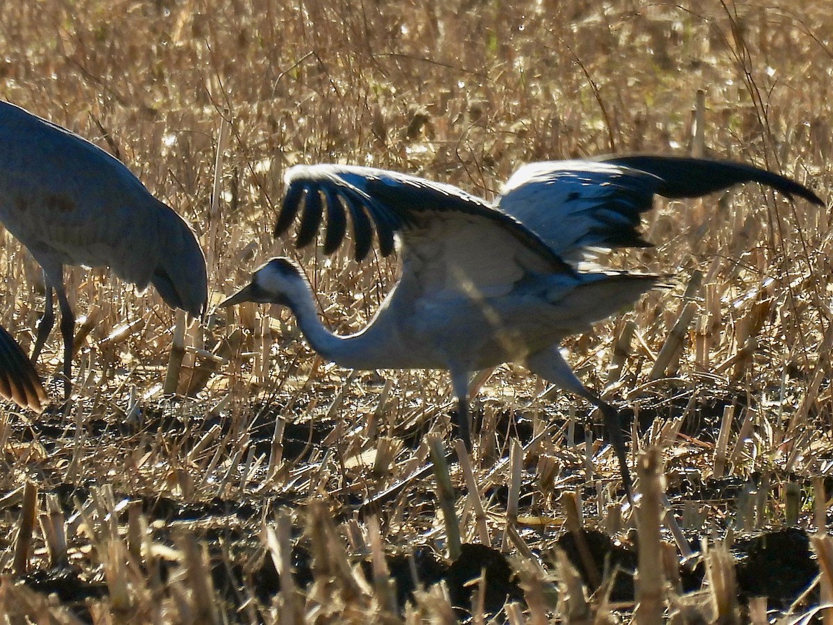 Хархираа тогоруу - ML645807946