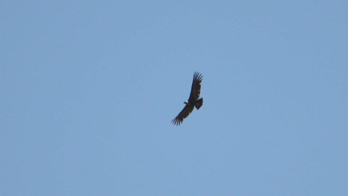 Andean Condor - ML645807953