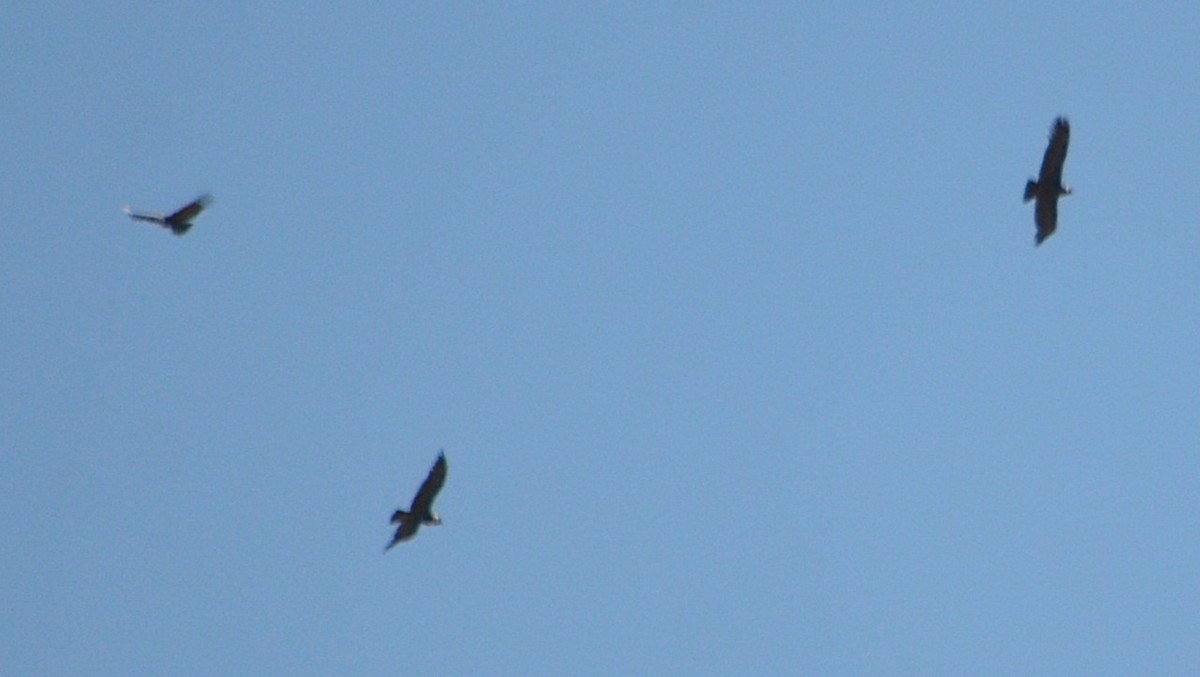 Andean Condor - ML645807954