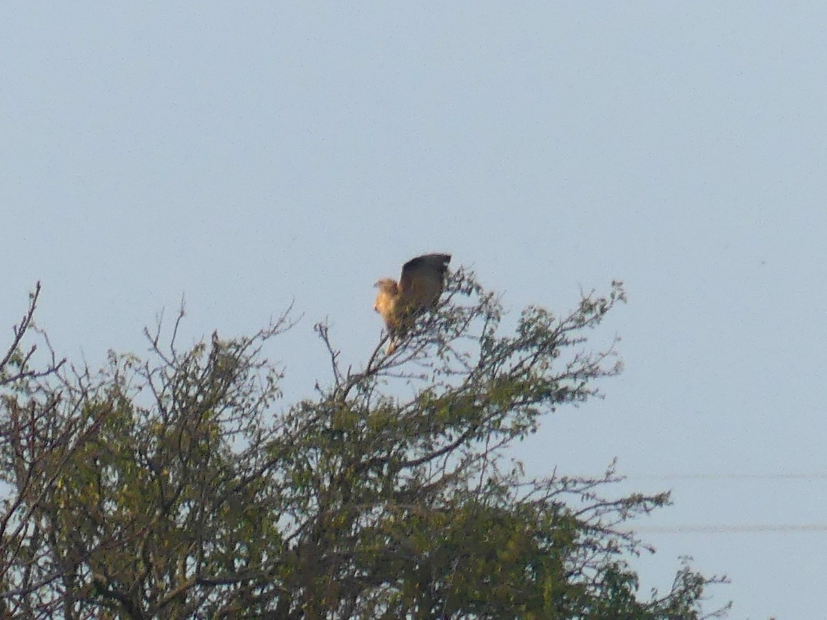 Long-legged Buzzard (Northern) - ML645807957