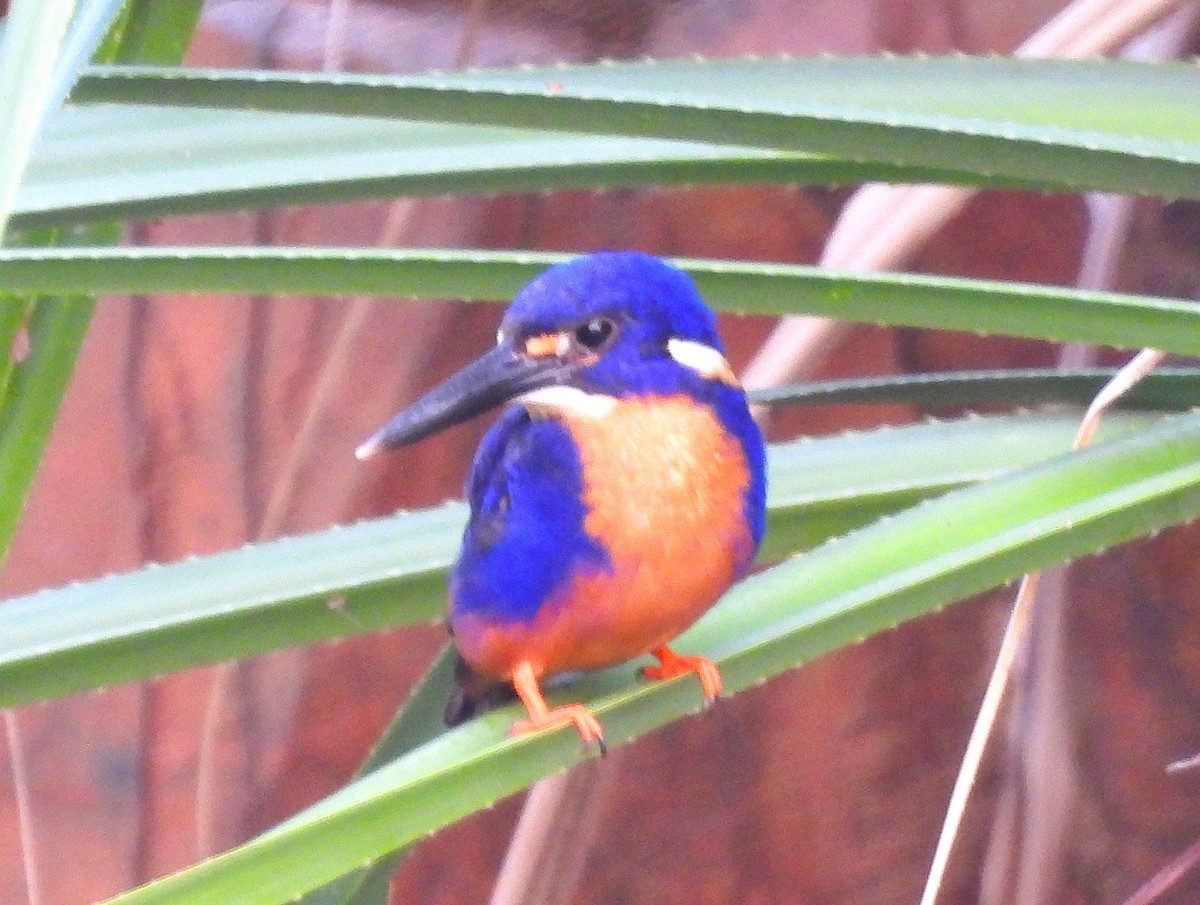 Azure Kingfisher - ML645807966