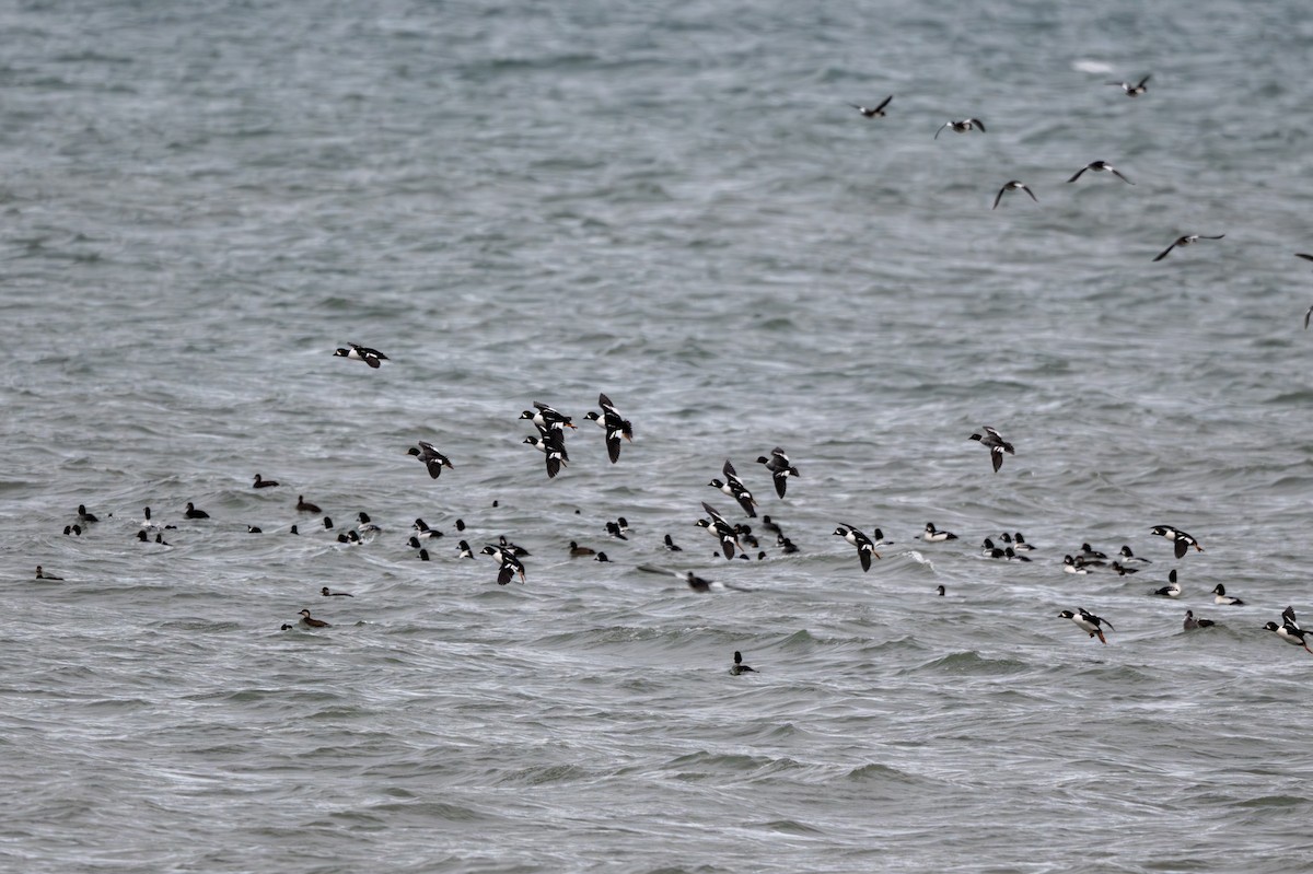 Murgilari islandiarra - ML645807969