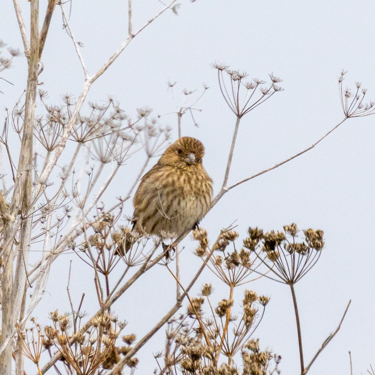 House Finch - ML645807970