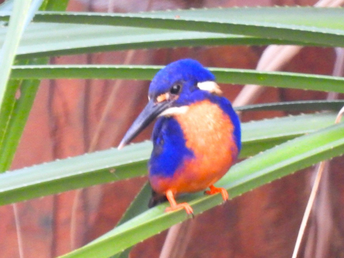 Azure Kingfisher - ML645807973