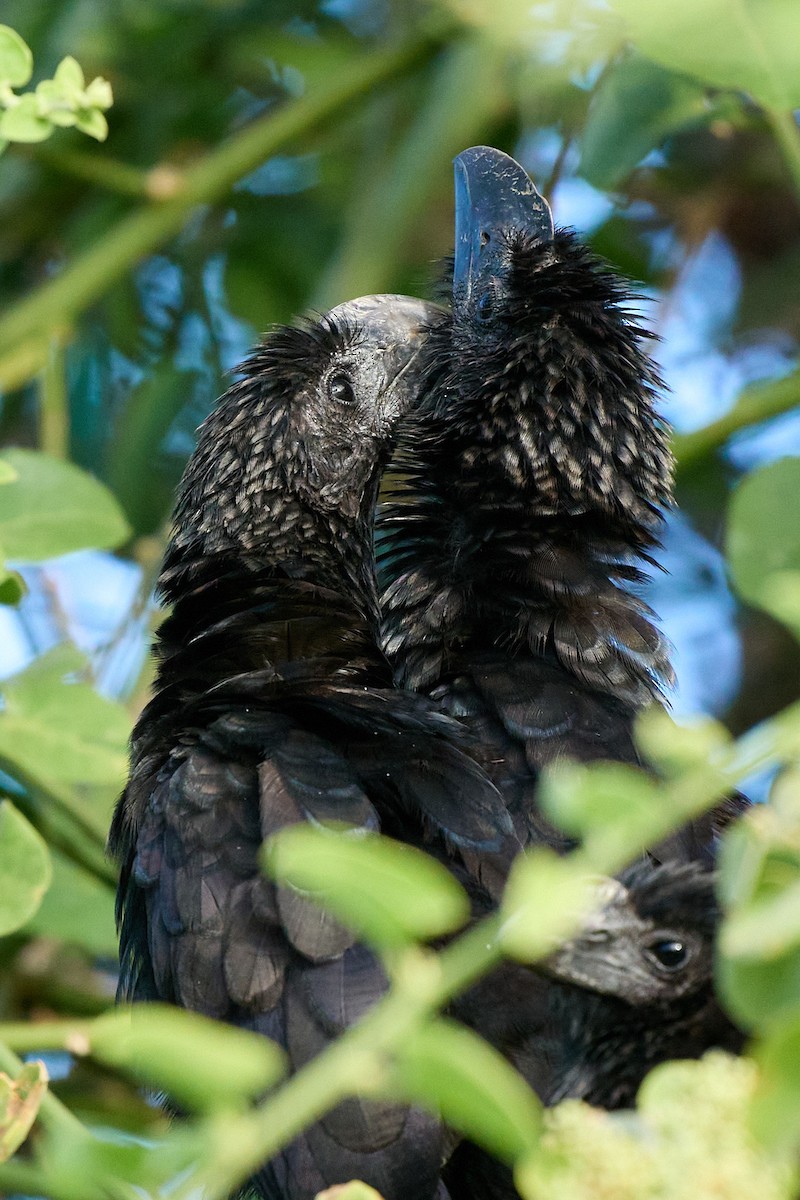 Ані товстодзьобий - ML645807977
