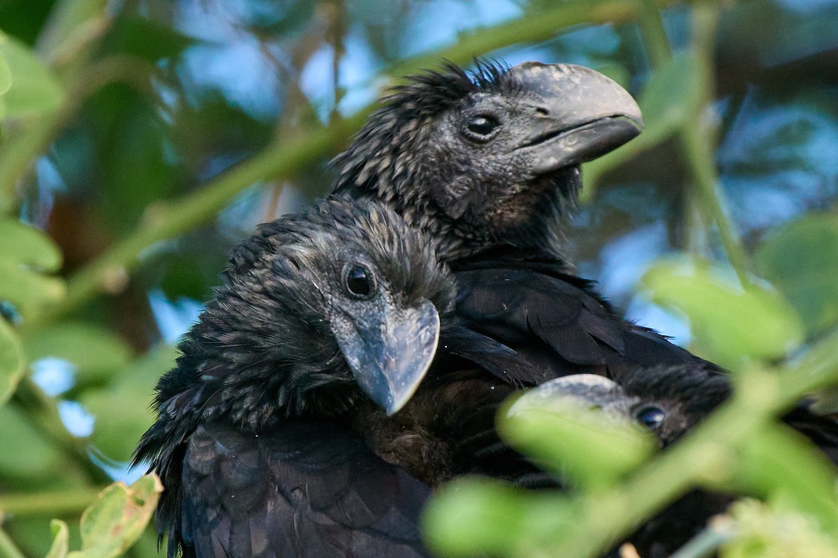 Ані товстодзьобий - ML645807978