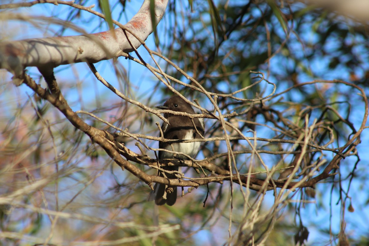 Black Phoebe - ML645807988