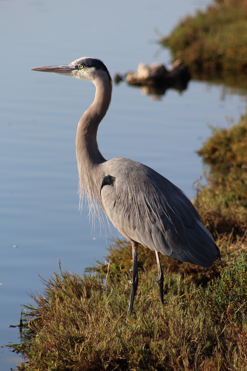 Great Blue Heron - ML645808000