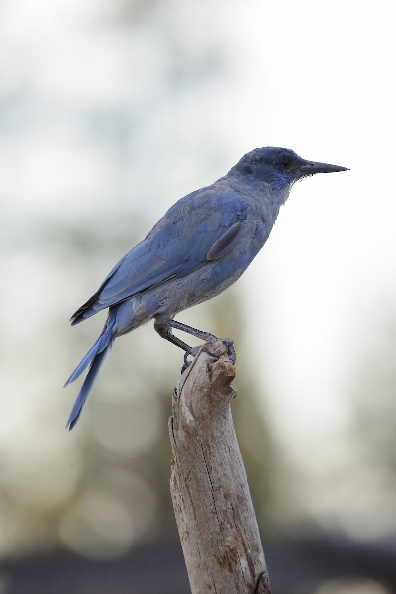 Pinyon Jay - ML645808008