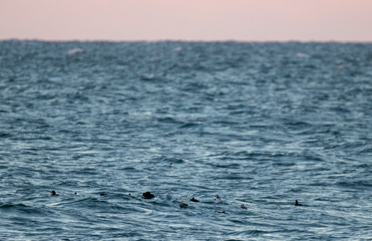 Long-tailed Duck - ML645808009