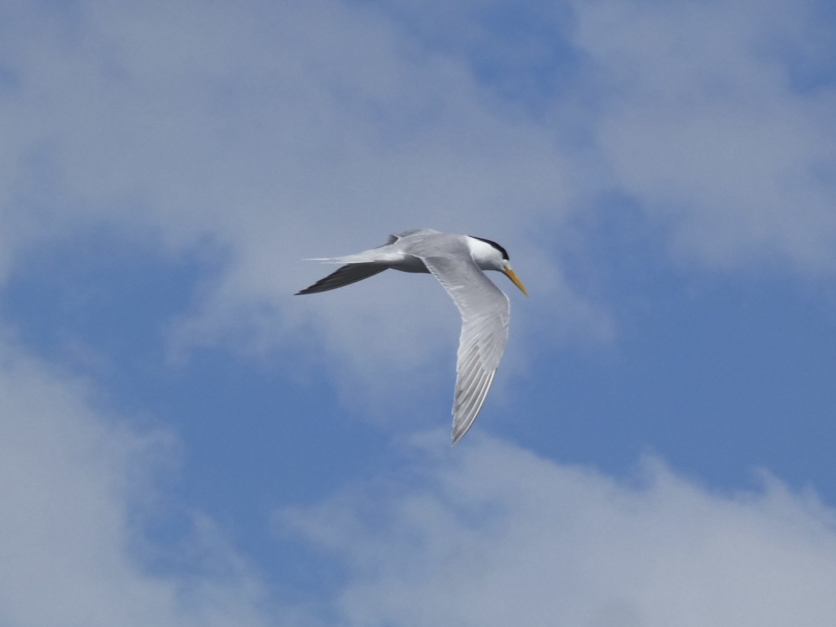 Great Crested Tern - ML645808011