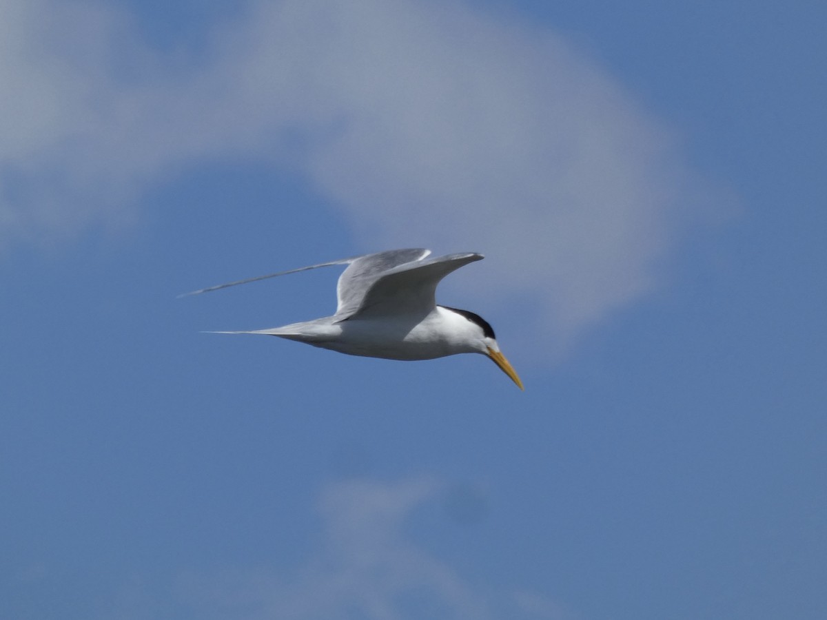 Great Crested Tern - ML645808012