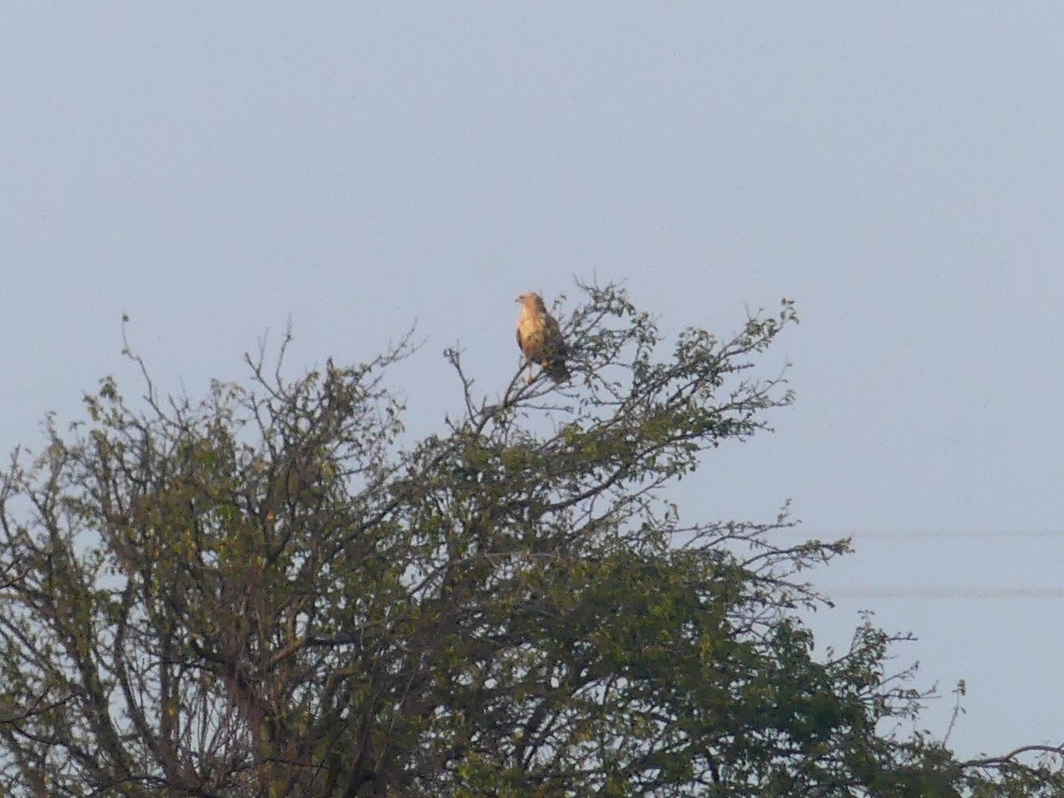 Long-legged Buzzard (Northern) - ML645808014