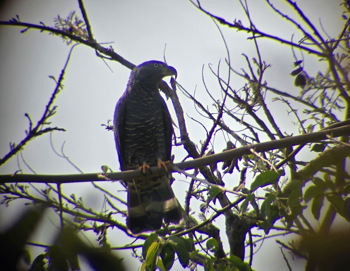 Hook-billed Kite - ML645808024